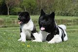 AKITA AMERICAIN 437